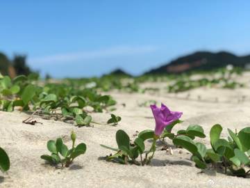 生肖已解“大鱼”解意思打一肖精选词语揭晓释义